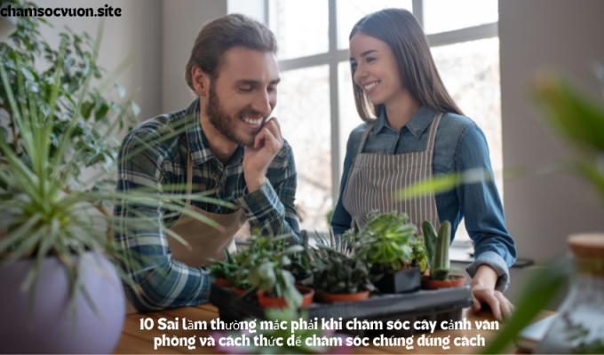 10 Sai lầm thường mắc phải khi chăm sóc cây cảnh văn phòng và cách thức để chăm sóc chúng đúng cách