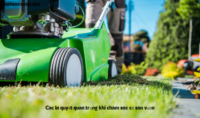 Các bí quyết quan trọng khi chăm sóc cỏ sân vườn