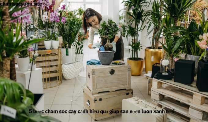 5 bước chăm sóc cây cảnh hiệu quả giúp sân vườn luôn xanh tươi