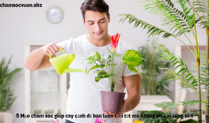 5 Mẹo chăm sóc giúp cây cảnh để bàn luôn tươi tốt mà không phải ai cũng biết