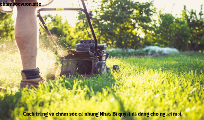 Cách trồng và chăm sóc cỏ nhung Nhật: Bí quyết dễ dàng cho người mới