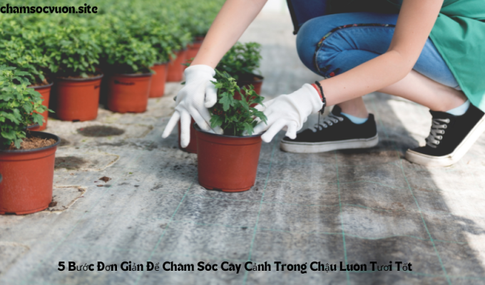 5 Bước Đơn Giản Để Chăm Sóc Cây Cảnh Trong Chậu Luôn Tươi Tốt