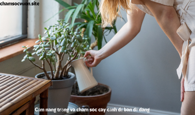 Cẩm nang trồng và chăm sóc cây cảnh để bàn dễ dàng