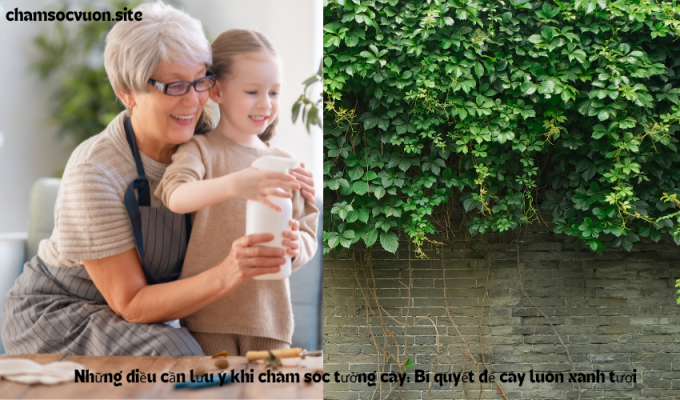 Những điều cần lưu ý khi chăm sóc tường cây: Bí quyết để cây luôn xanh tươi